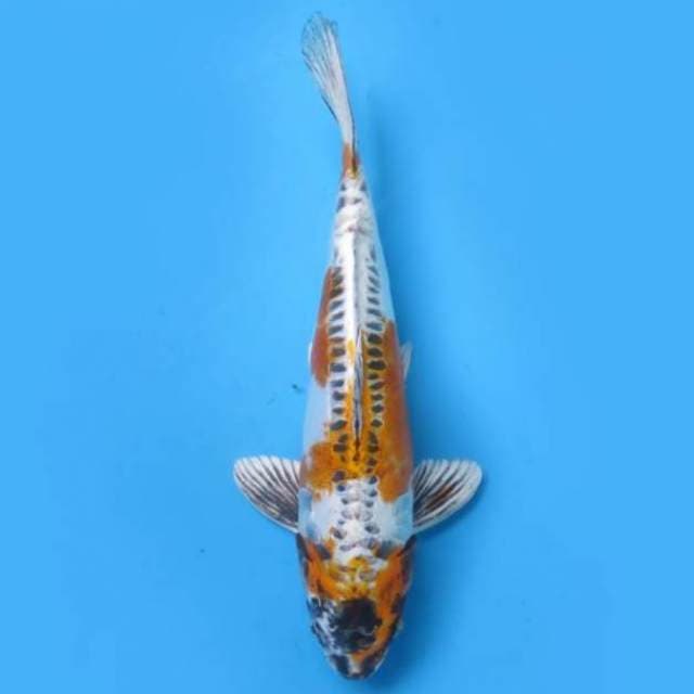 (29cm)  BENI KINKIKOKURYU - TOSAI 