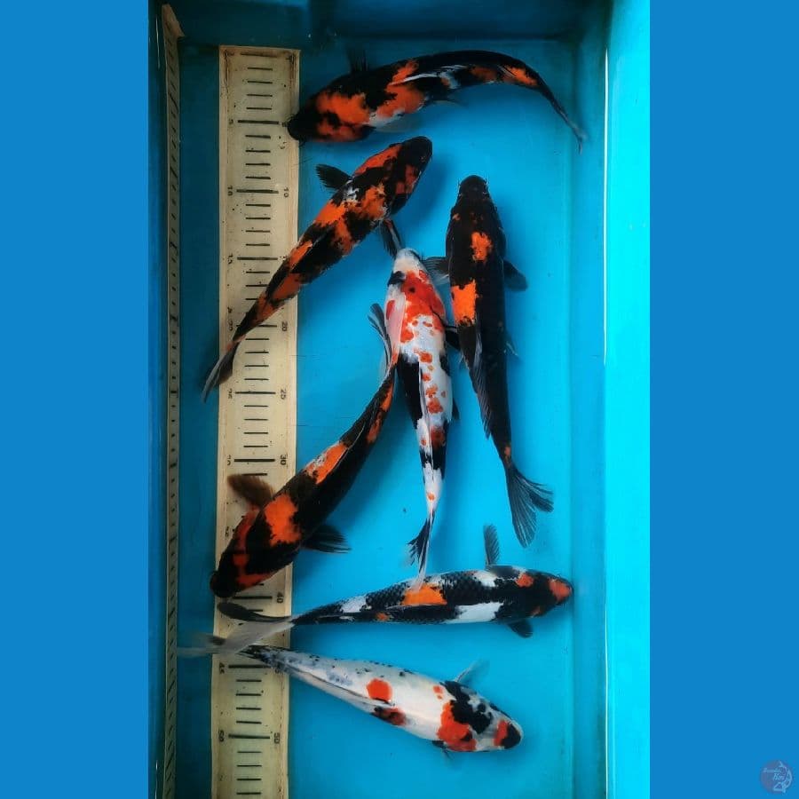 7 ekor mix 24-26cm