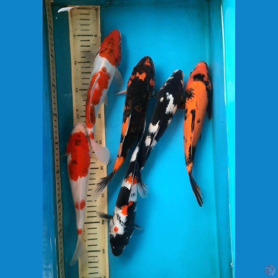 6 ekor mix 25-27cm