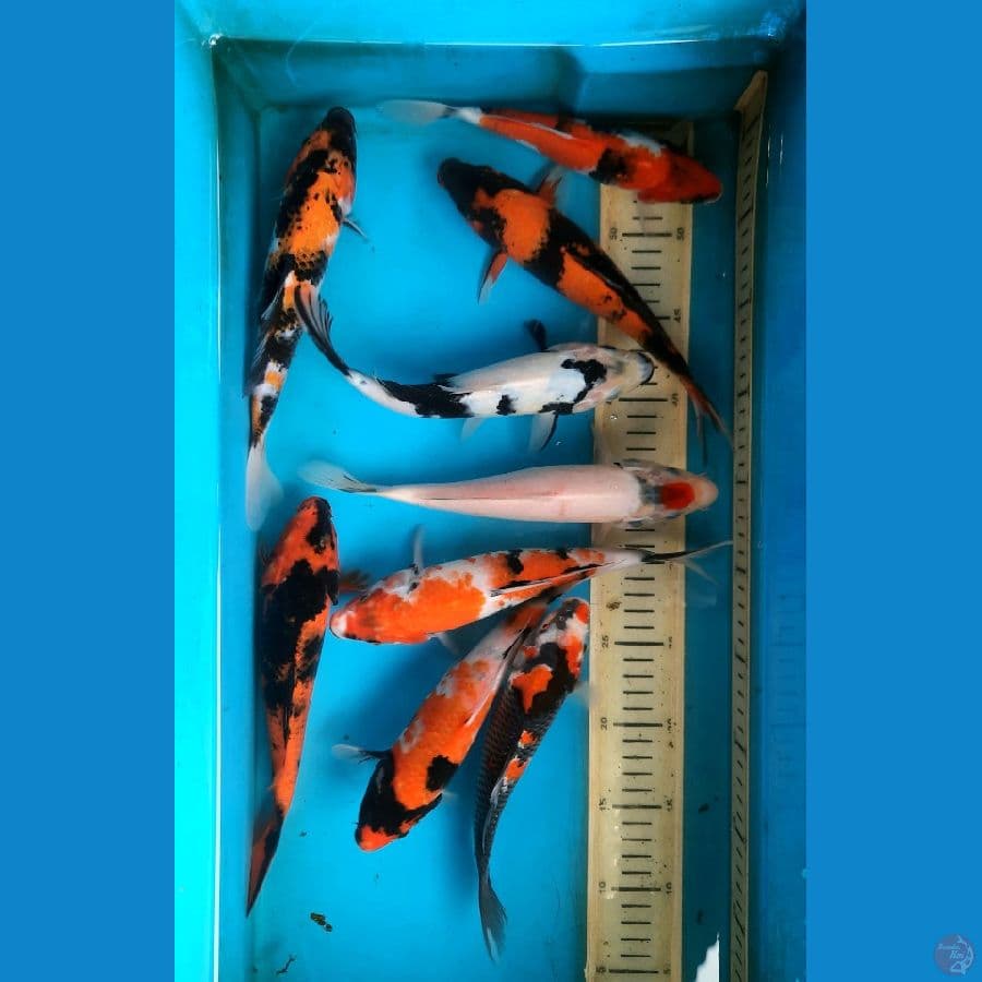 9 ekor mix 20-24cm