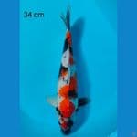 showa 34 cm