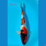 showa 33 cm