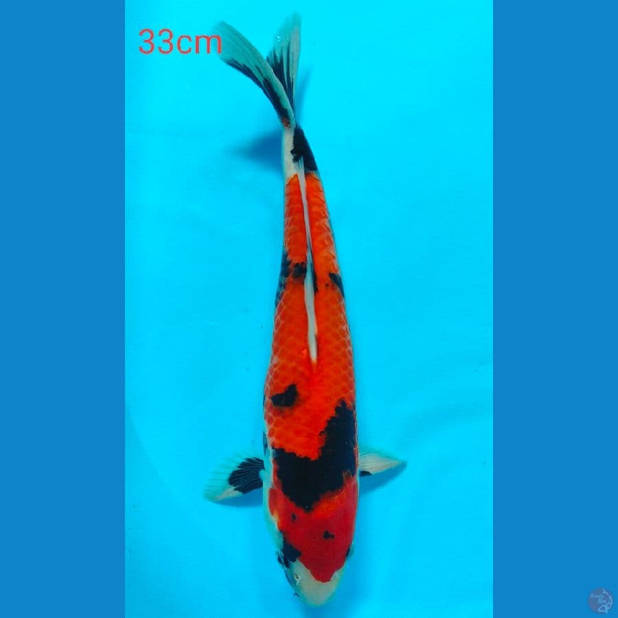 showa 33 cm