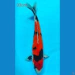 showa 33 cm