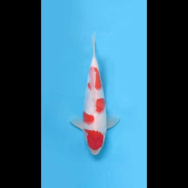 (29cm)  YONDAN KOHAKU ORIGINAL - TOSAI 