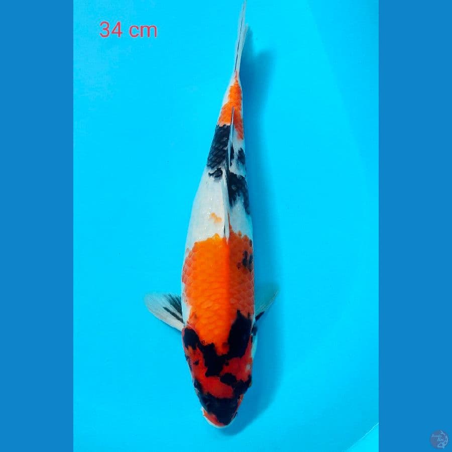 showa 34 cm