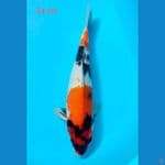 showa 34 cm