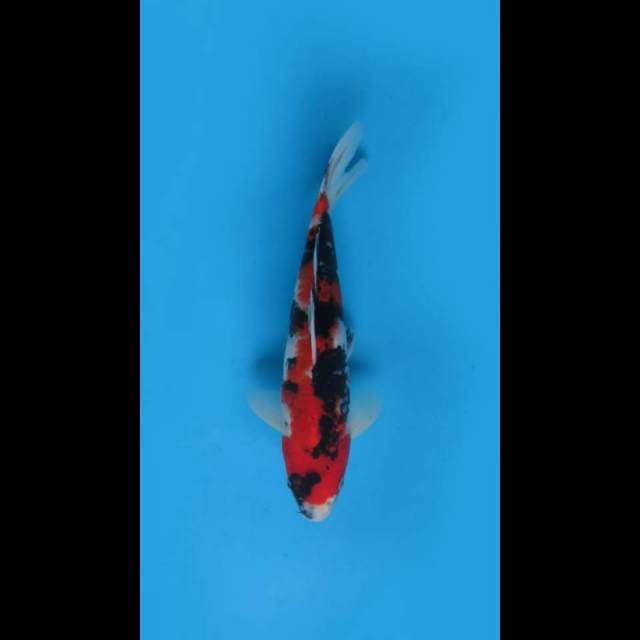 (27cm)  SHOWA SANSHOKU PROSPEK - TOSAI 