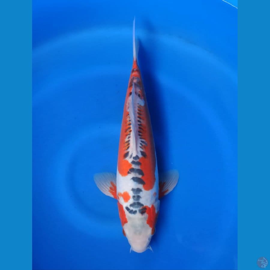 Shusui F1