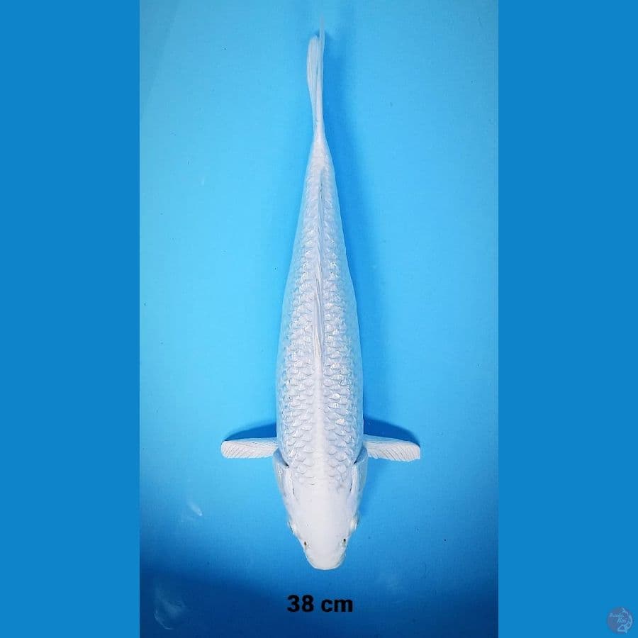 Platinum Ginrin 38 cm