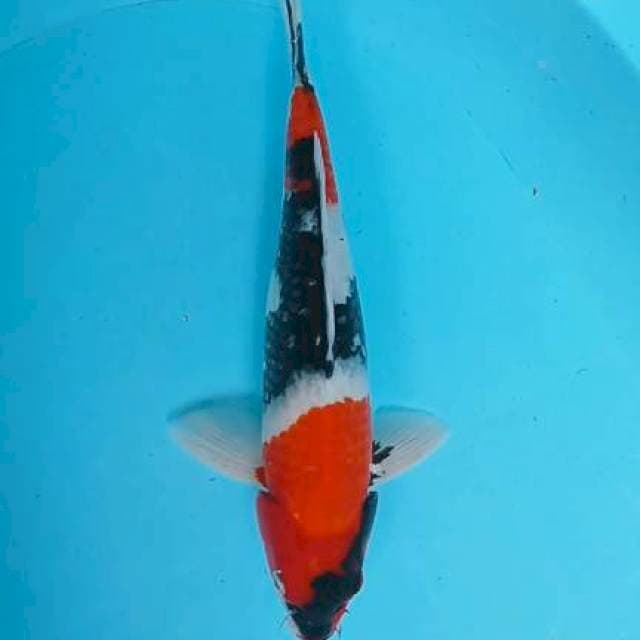 Showa 32cm