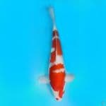 kohaku male body kekar