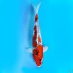 Nezu Goshiki male 39 cm