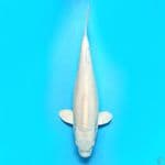 platinum 40 cm bohay