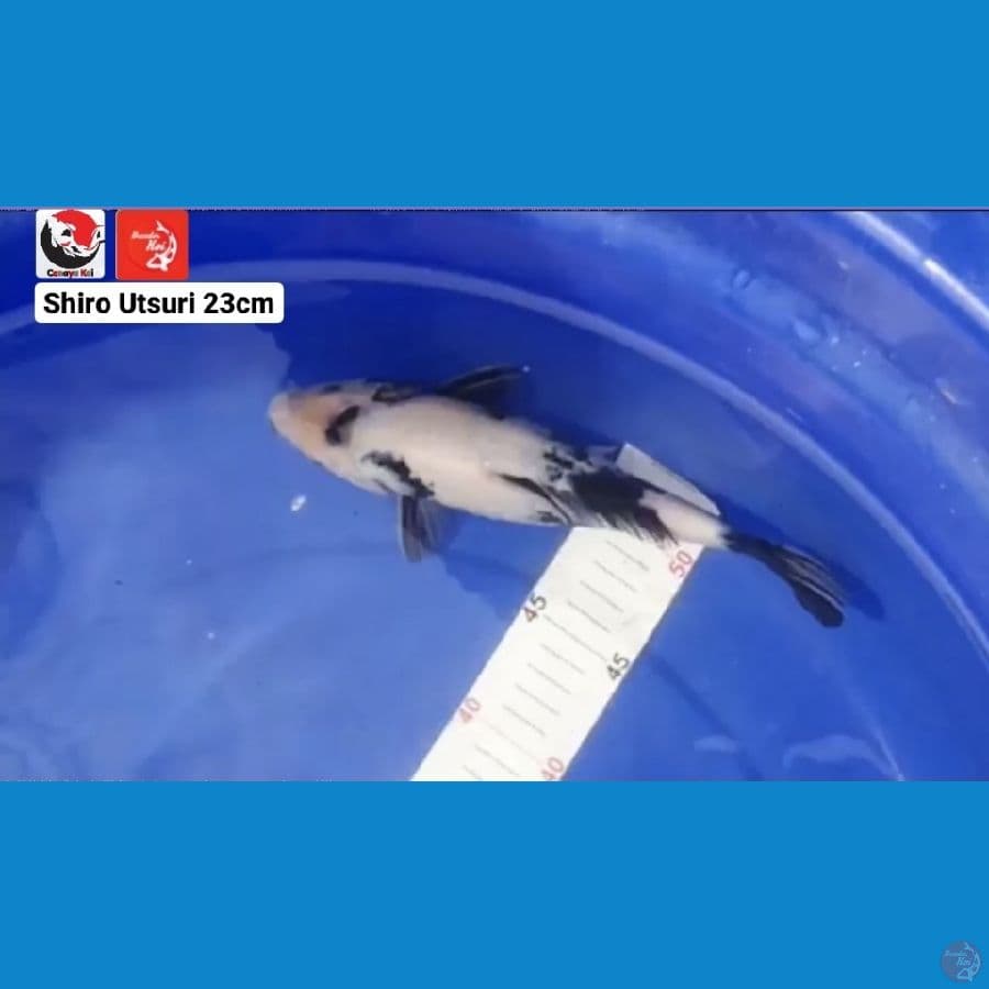SHIRO UTSURI 23CM --- CANAYA KOI FARM