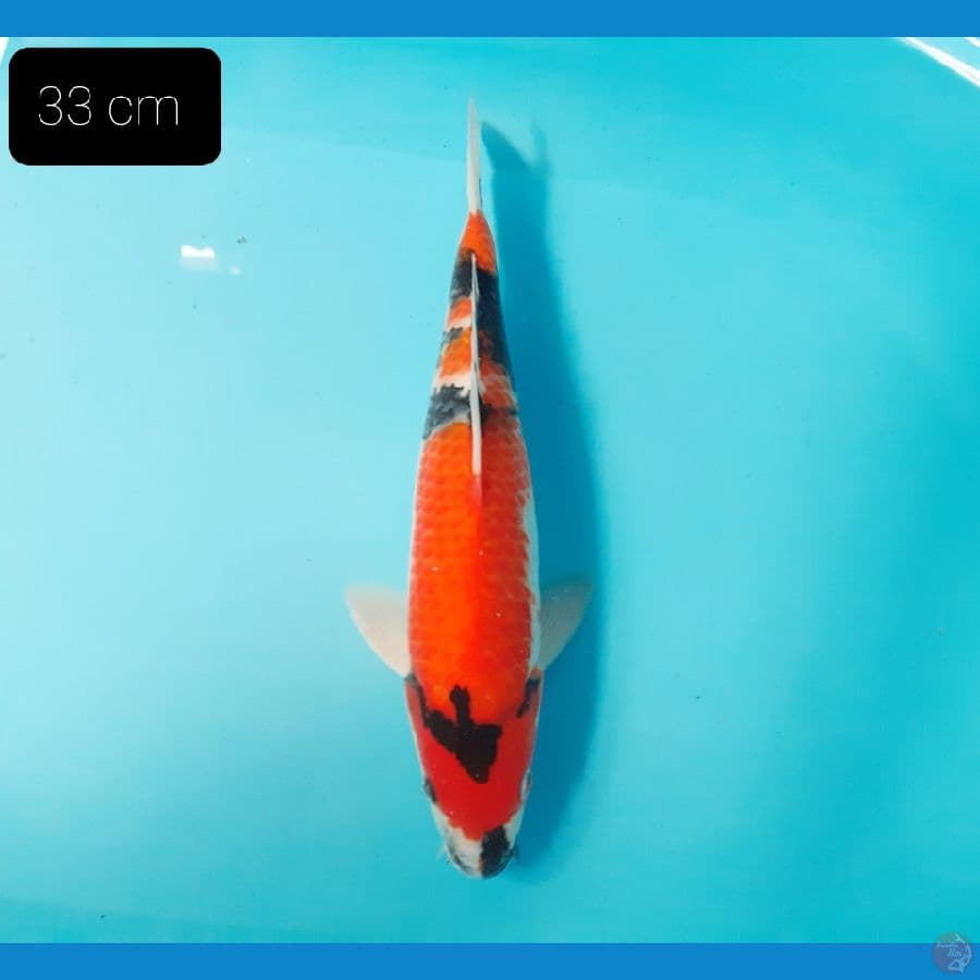 Showa 33 cm