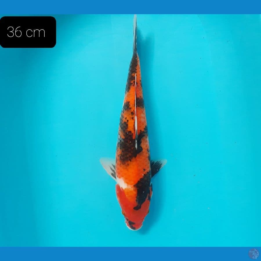Showa 36 cm 