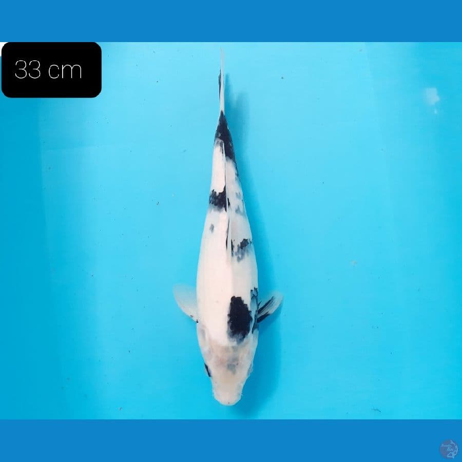 Shiro 33 cm