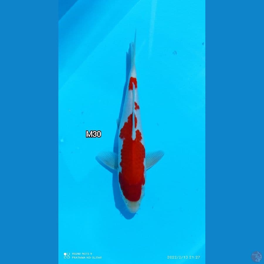Kohaku merah strong orry