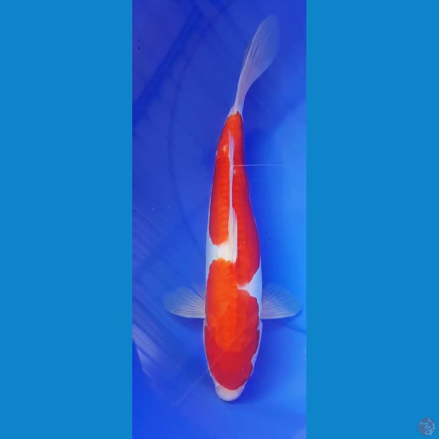 Kohaku Doitsu 36cm Jantan Ori