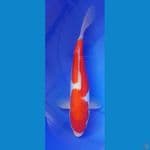 Kohaku Doitsu 36cm Jantan Ori