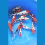 Showa Sanke Doitsu 13 Ekor 26 - 30cm 
