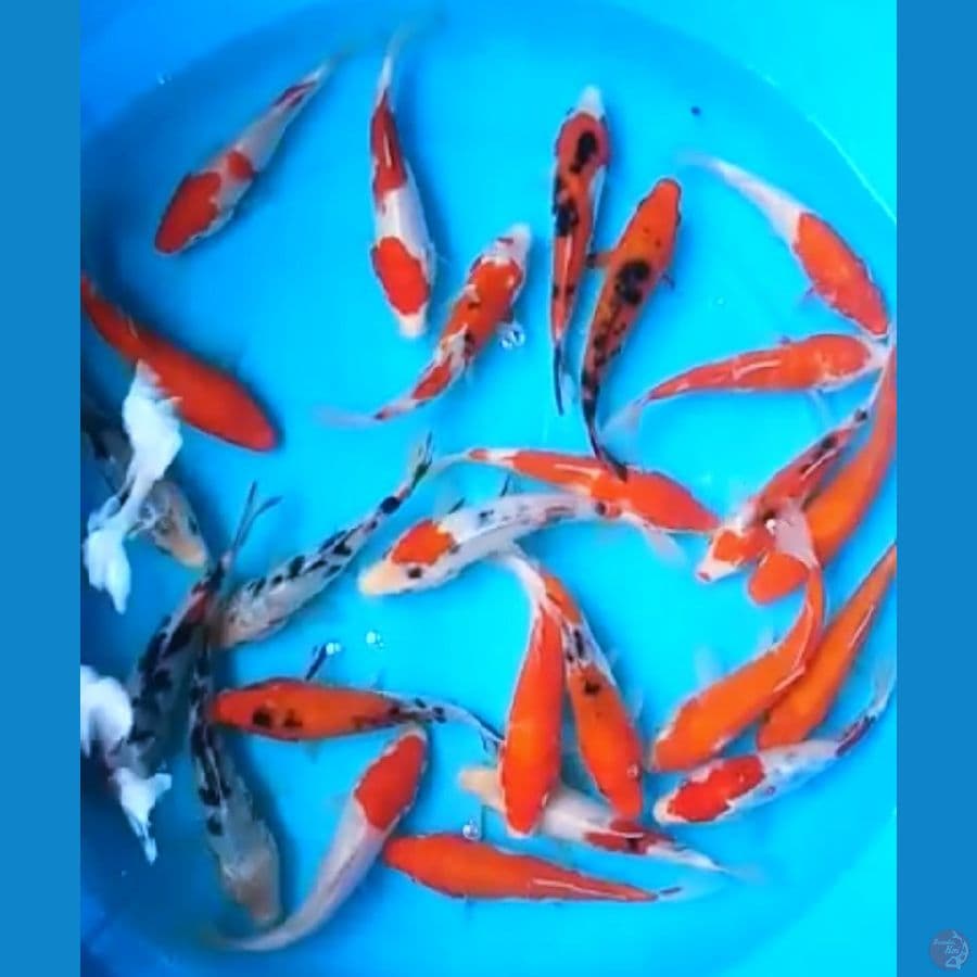 KOHAKU, SANKE, BENIGOI 15 - 16 Cm, 25 EKOR