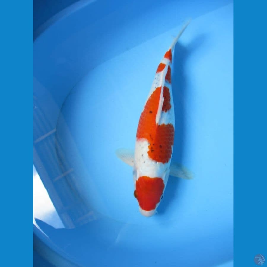 DOKOTA  35cm