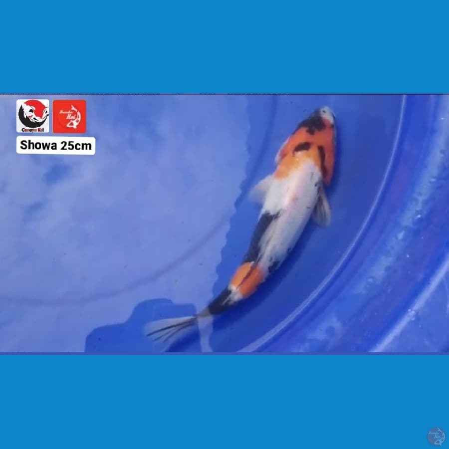 SHOWA 25CM --- CANAYA KOI FARM