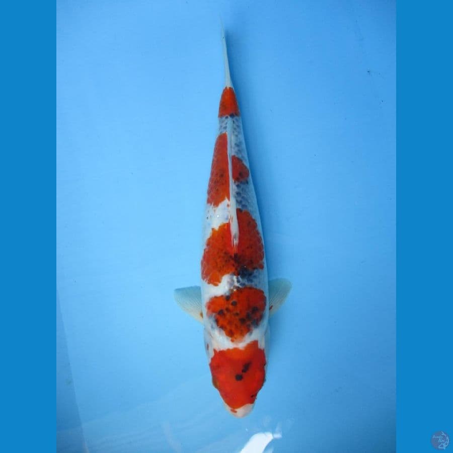 DOKUTA 35CM