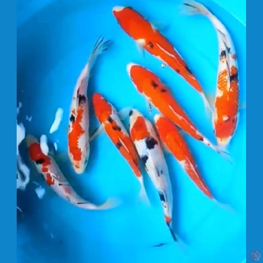 SHOWA, KOHAKU, SANKE 20 - 24 Cm,8 EKOR