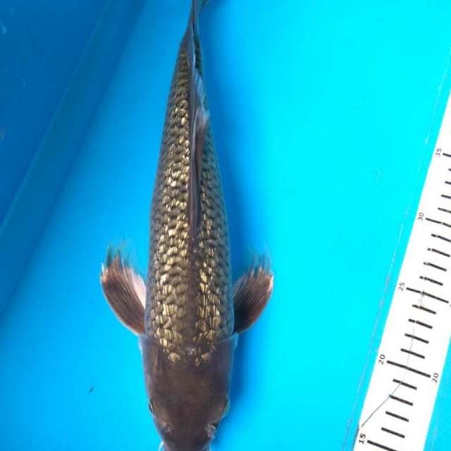 SORAGOI GINRIN Kumpay 36 cm