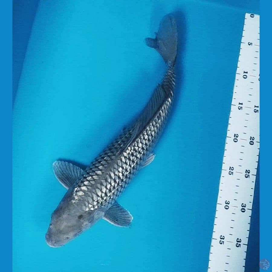 soragin 37cm male