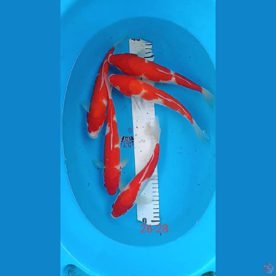 kohaku 5 ekor 26 28 cm