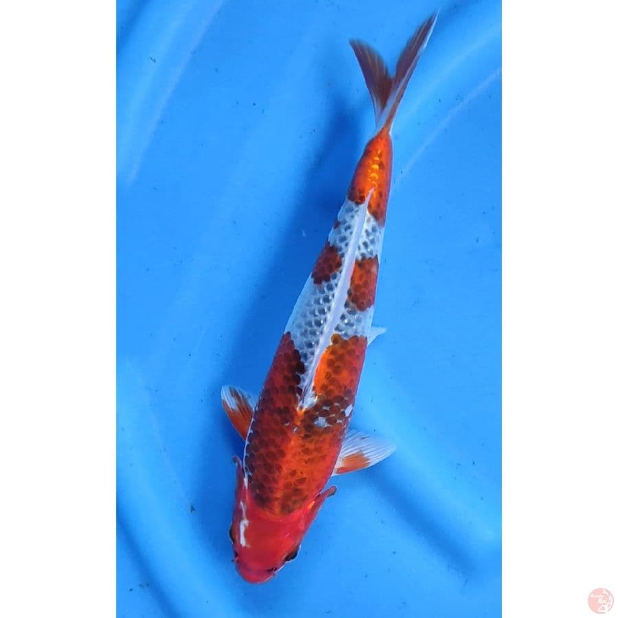 29cm # GOSHIKI