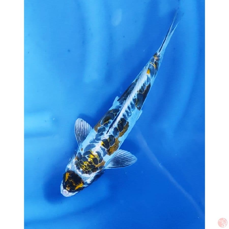 33cm # MARUTEN KIKOKURYU