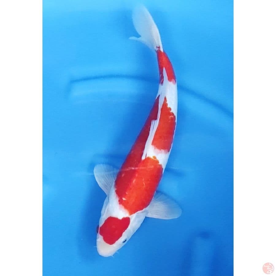 41cm # KOHAKU STRONG MALE