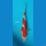 Kohaku-25cm
