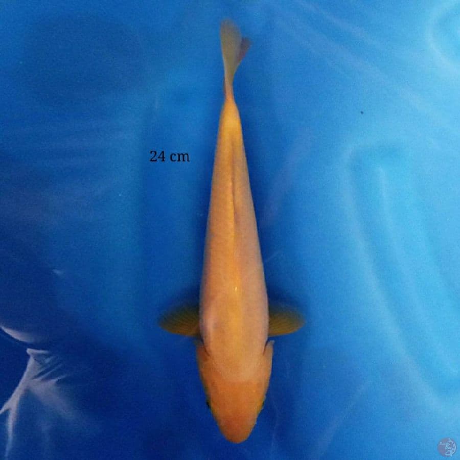 Red Karashi 24 cm
