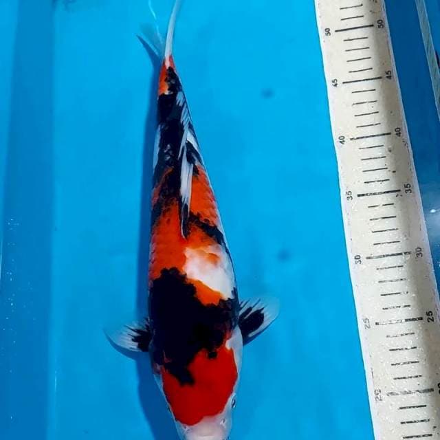 SHOWA BLACK STRONG 37 CM