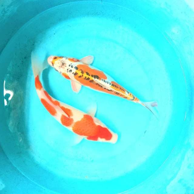 Kohaku- kikokuryu