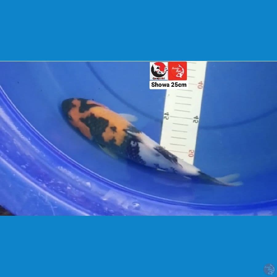 SHOWA 25CM --- CANAYA KOI FARM