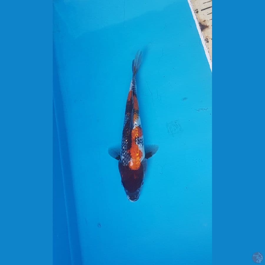 showa ginrin 20cm