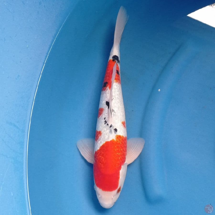 sanke ginrin SQ 35 cm