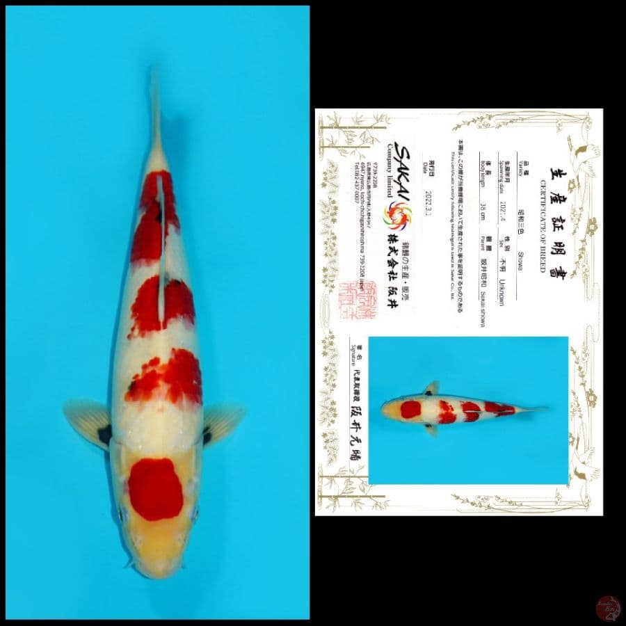 01 ~ SHOWA SAKAI, 38CM