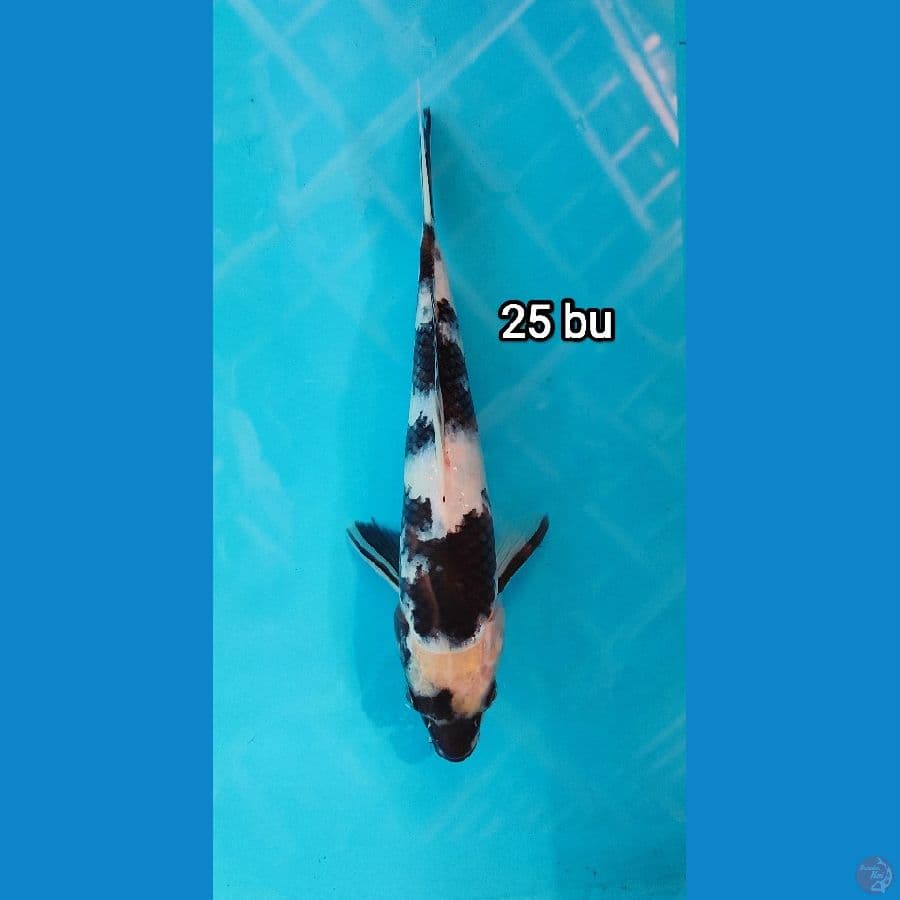 shiro 25 bu