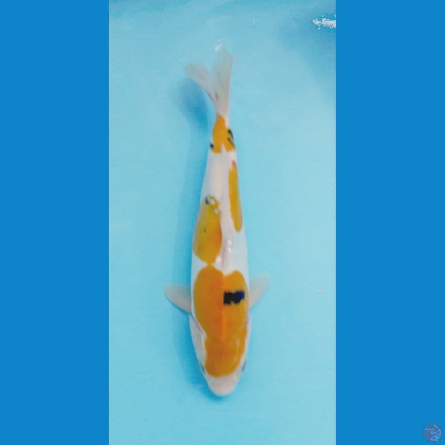 yellow sanke doit 27cm