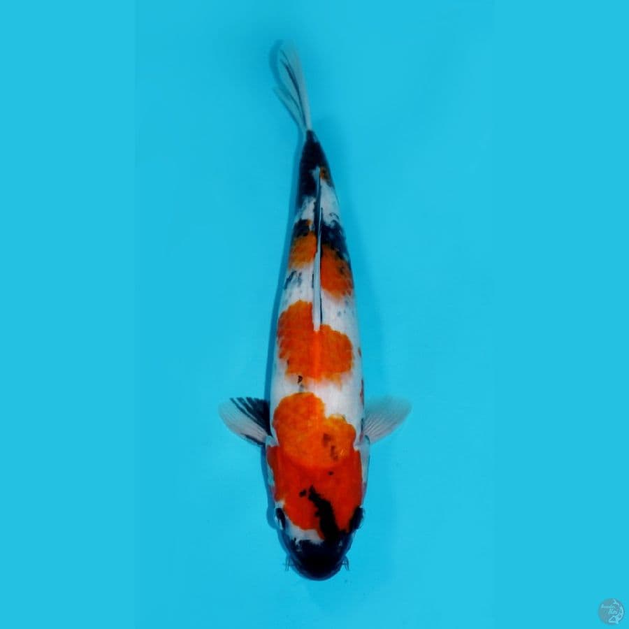HATTORI - SANDAN SHOWA, 34 CM