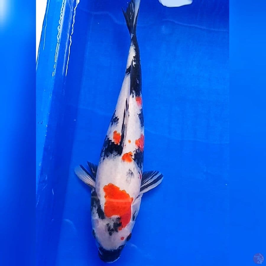 Kindai showa 30cm