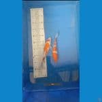 kohaku 25 cm dan 21 cm
